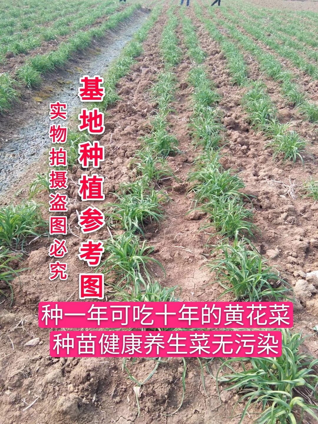 正宗黄花菜种植苗食用黄花菜种苗多年生金针菜苗根忘忧草苗根现挖 - 图1