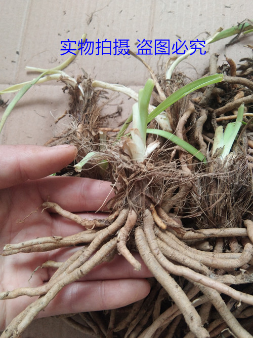 正宗黄花菜种植苗食用黄花菜种苗多年生金针菜苗根忘忧草苗根现挖 - 图3