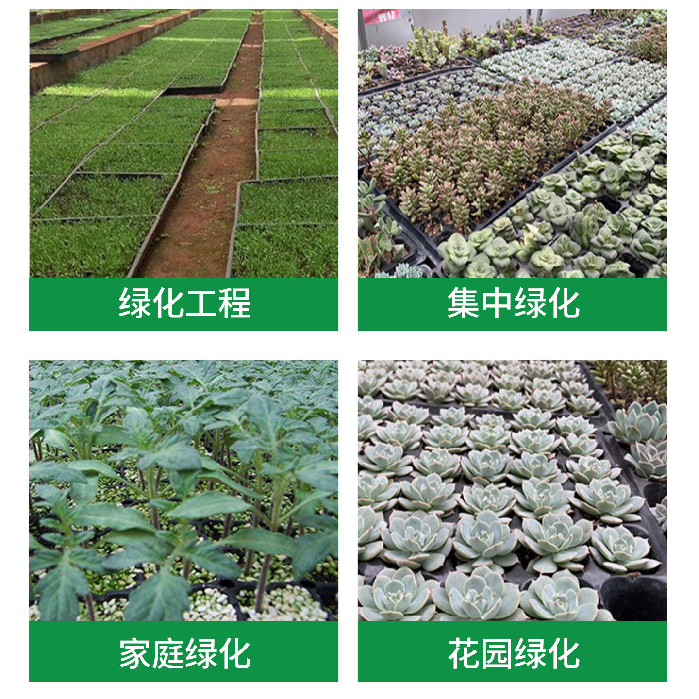 【抢！9.9 拍一发五】育苗盘育苗盆穴盘营养钵蔬菜育插盒农用托盘,淘宝优惠券,粉丝福利购,淘宝优惠卷