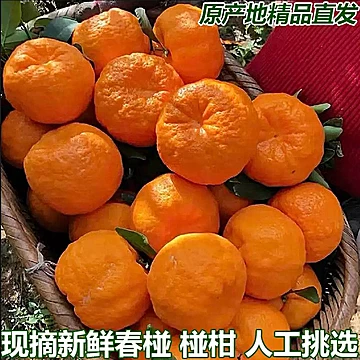 【彩箱】四川丑橘5斤果径80cm+[10元优惠券]-寻折猪