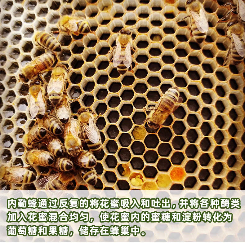 蜂蜜原蜜蜂蜜农家自产百花蜜枣花蜜采野生蜜源正宗洋槐花高活性