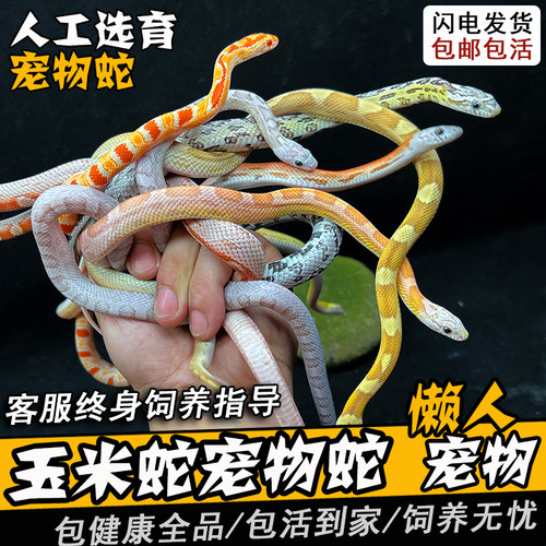 玉米蛇宠物蛇活体真蛇无毒可上手暴风雪黑王奶昔雪白猪鼻加州王蛇 - 图0