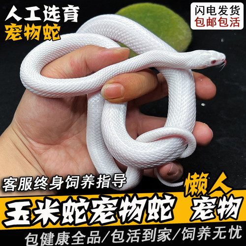 玉米蛇宠物蛇活体真蛇无毒可上手暴风雪黑王奶昔雪白猪鼻加州王蛇 - 图2