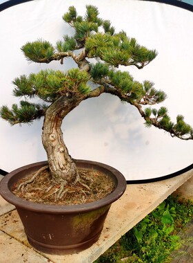 五针松盆景黑松树桩提根迎客造型耐寒旱四季常青阳台庭院植物好养