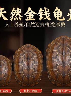 天然乌龟壳真龟甲文玩六爻摇卦乾隆铜钱算挂手把件摆件卜工具卦
