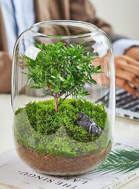 。生态瓶自循环桌面微景观免打理电脑桌摆件玻璃雨林绿植生命之树