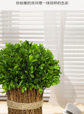 黄杨藤条永生花干花花束客厅玄关仿真花桌面永生绿植装饰小摆件