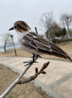 仿真羽毛勺嘴鹬园林鸟笼装饰小鸟家居摆件摄影道具教学动物模型鸟