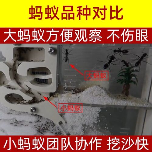 蚂蚁城堡超大型蚂蚁生态箱送蚁后学生观察繁殖版双工坊蚁巢宠物窝 - 图3
