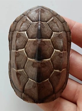 天然完整乌龟壳真墨龟草龟板六爻工具文玩手把挂摆件富甲天下