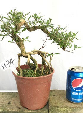 悬崖提根六月雪盆景满天星盆栽室内阳台庭院抱石开花造型高档盆景