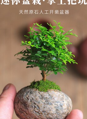 小叶九里香盆栽天然石头微型盆景室内老桩花卉绿植桌面观叶植物
