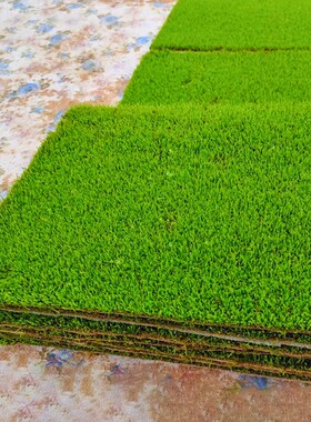 鲜活苔藓微景观盆景蒲面青苔纱布短绒小灰苔藓庭院草皮雨林水陆缸