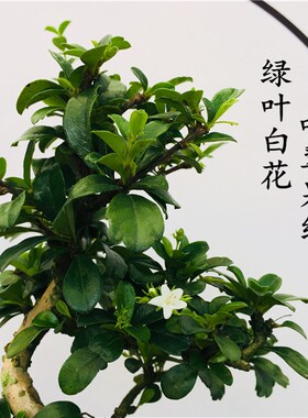 盆景植物造型 福建茶小叶雀梅白蜡榆树老桩树桩四季常青开花结果