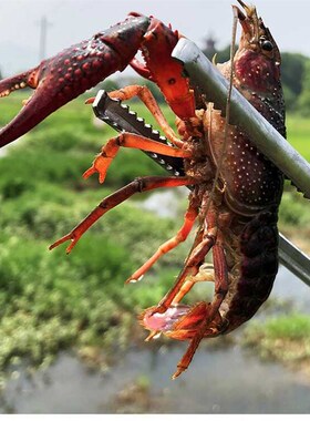 不锈钢夹子抓螃蟹钳子赶海工具黄鳝夹泥鳅夹子控鱼器捡垃圾黄鳝钳