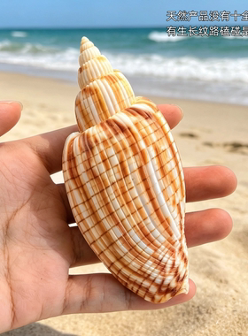 天然海螺贝壳闪电涡螺玉米涡螺