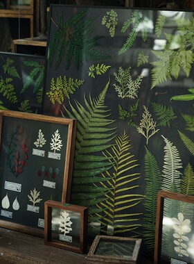 植物标本黑底蕨类植物标本北欧客厅挂H画手工日式壁画装饰画组画