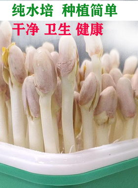 种花生芽水培盒种植盘发芽神器生花生苗水培箱家用育苗盘