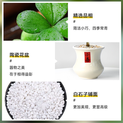 墨西哥铁树四叶草盆栽办公室内情绪稳定幸运草桌面旺财绿植物摆件 - 图2