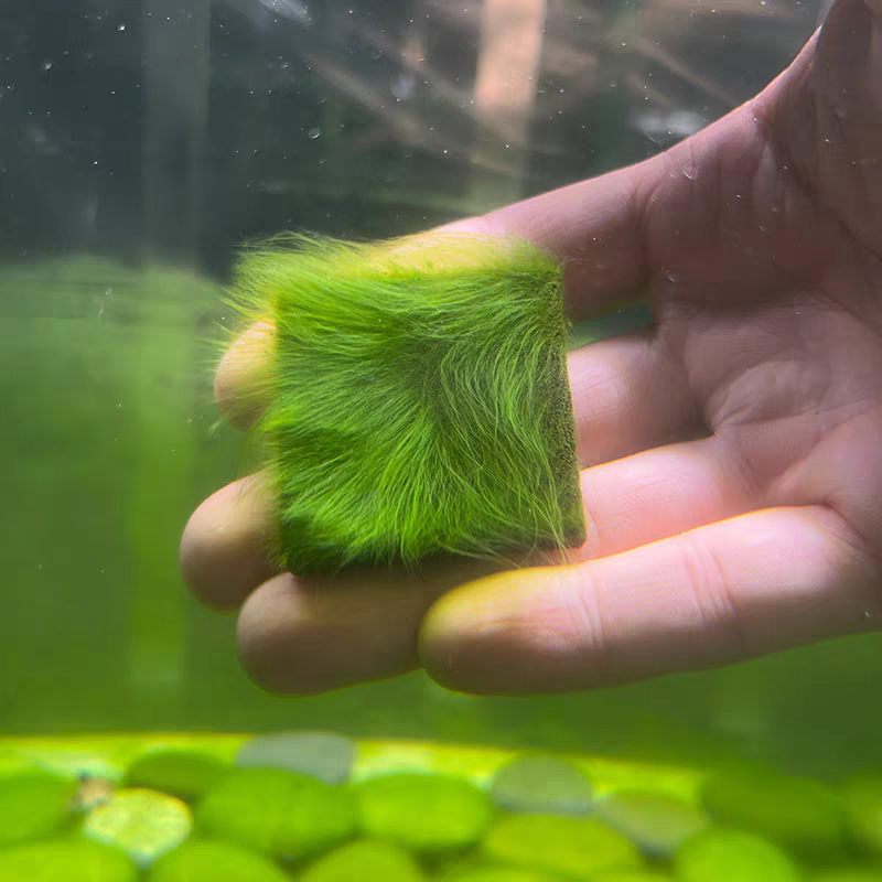 精品短绒藻石短绒藻石藻兰寿种水培水草造景绿毛龟水藻石鱼虾口粮