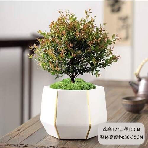 小叶赤楠老桩盆景苗植物花卉微景观水培办公室内好养四季常青盆栽 - 图2