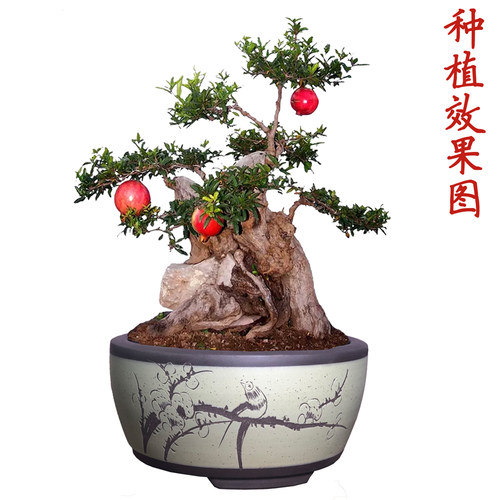 宜兴紫砂盆景花盆多肉花盆老桩盆景盆绿萝花盆陶瓷花盆透气紫砂盆 - 图2