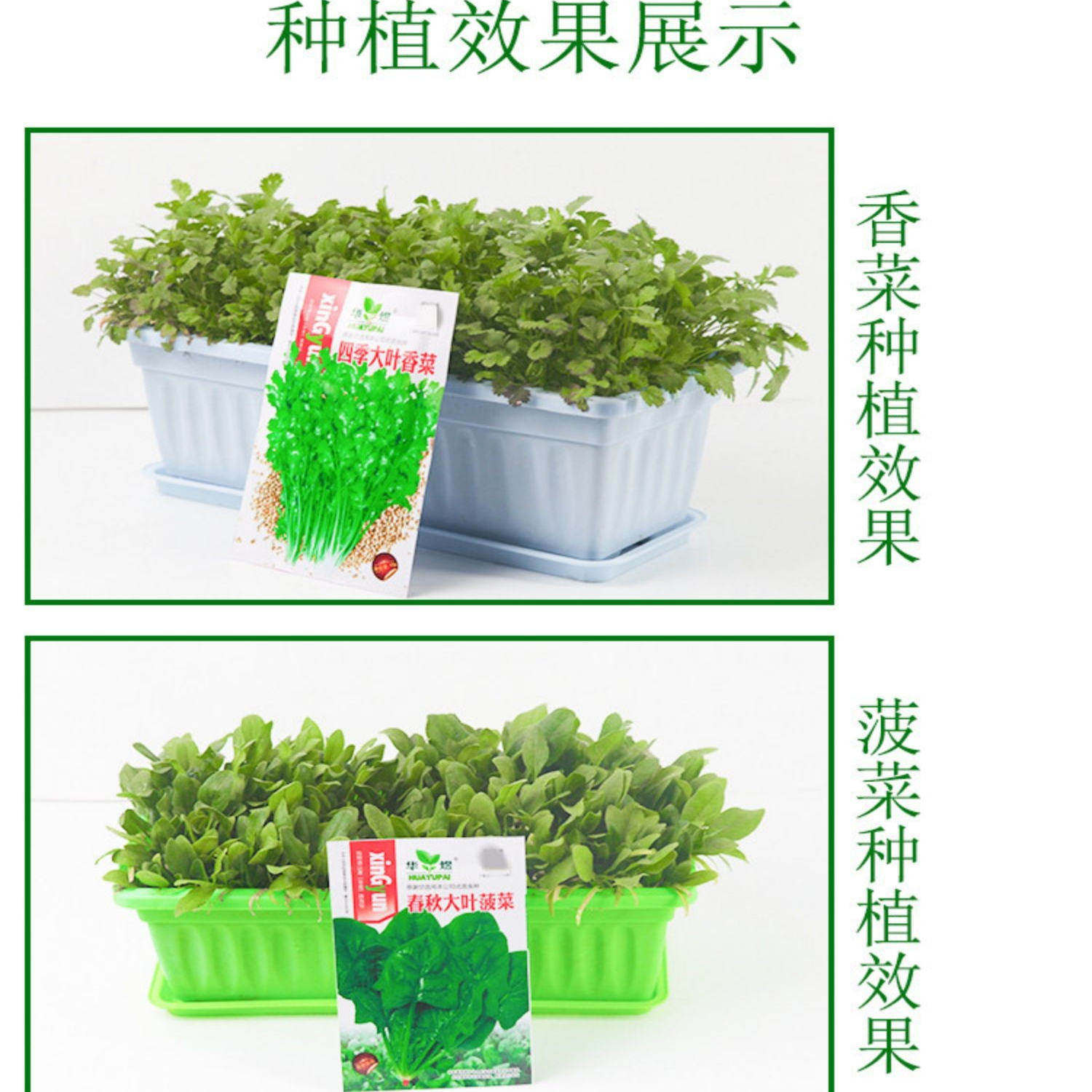 四季播种番茄甜瓜黄瓜蔬菜种子大全