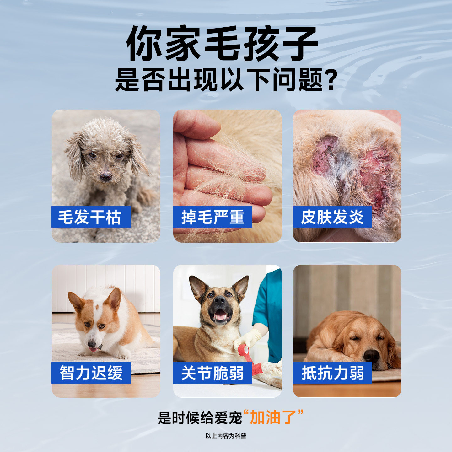 cuteglutton深海鱼油高浓度omega3月见草油猫狗通用掉毛营养滋补