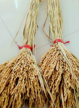 天然麦穗稻穗干花水稻丰收稻谷稻子装饰会展布置拍摄道具田园植物