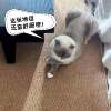 Imitation sisal anti-cat scratch carpet living room studio bedroom bedside Japanese tatami solid color linen photo floor mat