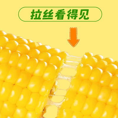 小叶之秋东北黄糯新玉米