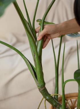 纳花房间怪物人造绿色植物客厅装饰品彷生假植物家居装饰大型落地