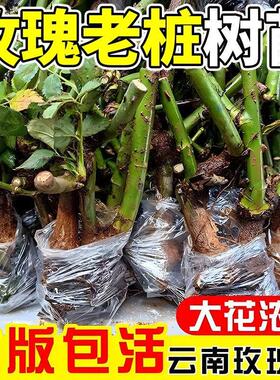 开花正宗玫瑰花苗浓香型月季花阳台庭院耐寒老桩大苗花卉盆栽带根