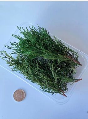 永生千层金松柏尤加利叶香薰滴胶蒲团干花真花叶子树枝配材装饰