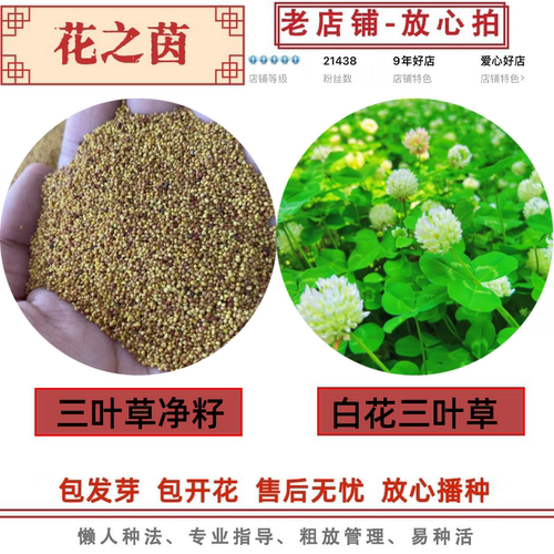 三叶草种子草种白三叶种 红三叶种子绿化护坡易活草坪种子包邮 - 图0