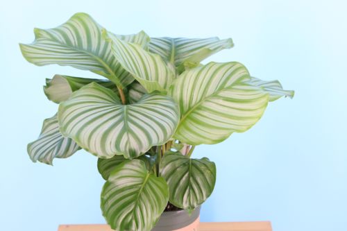 观叶植物喜阴绿植室内盆栽办公室化空气 青苹果竹芋 - 图3