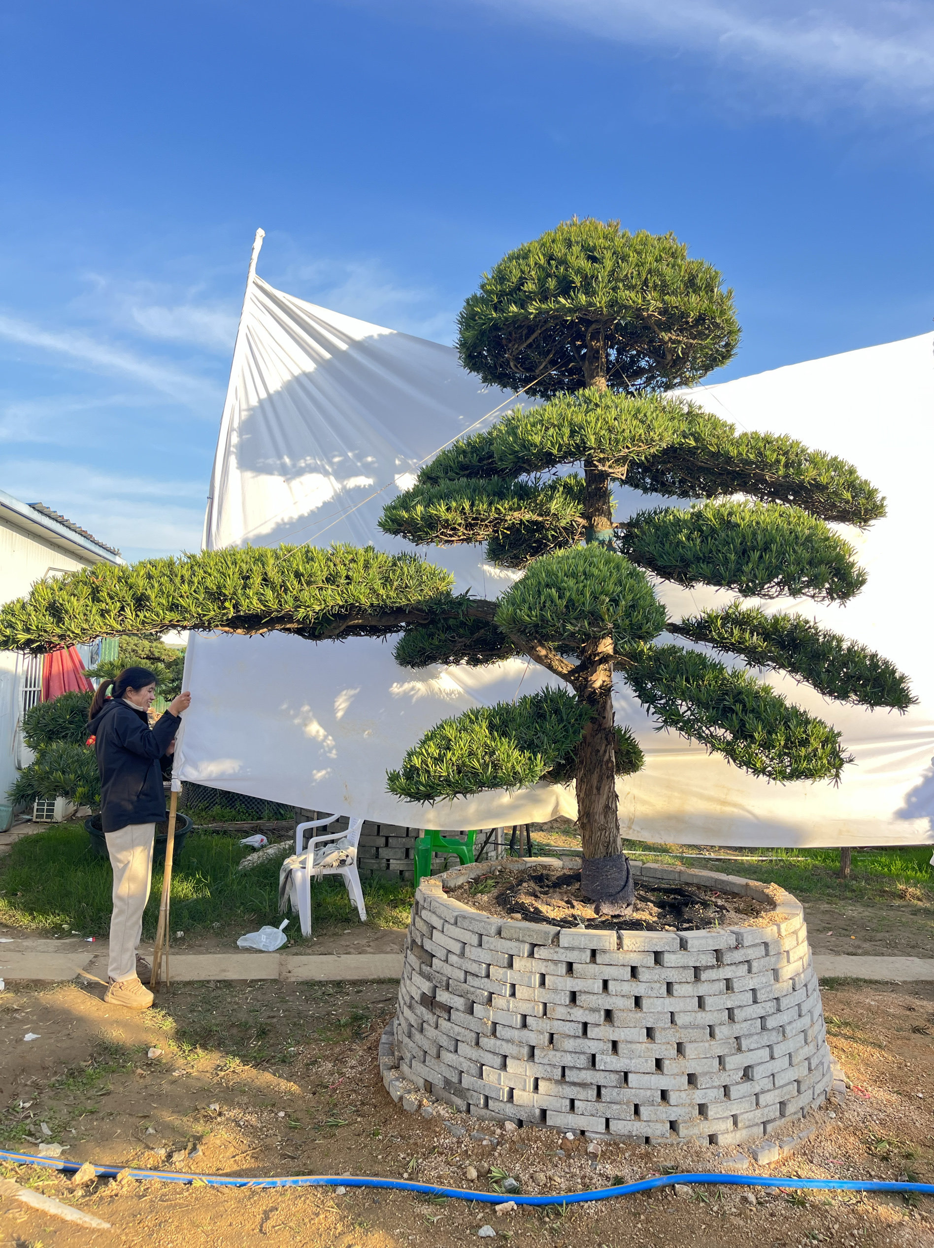 罗汉松精品造型树别墅庭院家院地景盆景大小1米2米3米4米高度,淘宝优惠券,粉丝福利购,淘宝优惠卷