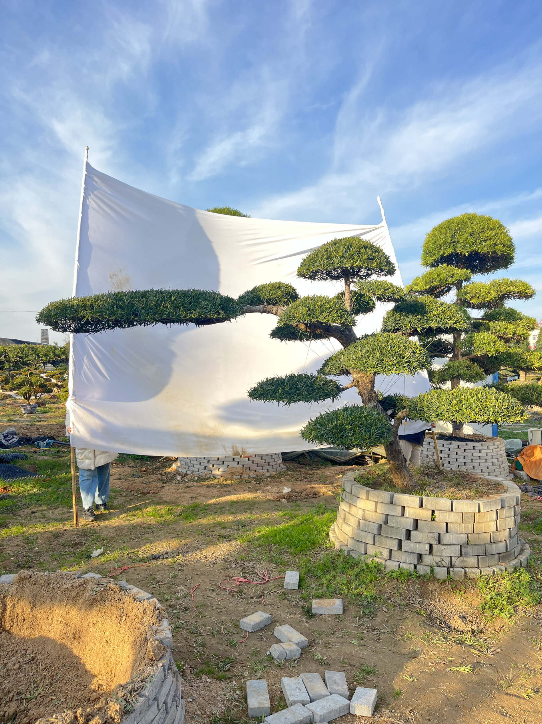 罗汉松精品造型树别墅庭院家院地景盆景大小1米2米3米4米高度,淘宝优惠券,粉丝福利购,淘宝优惠卷