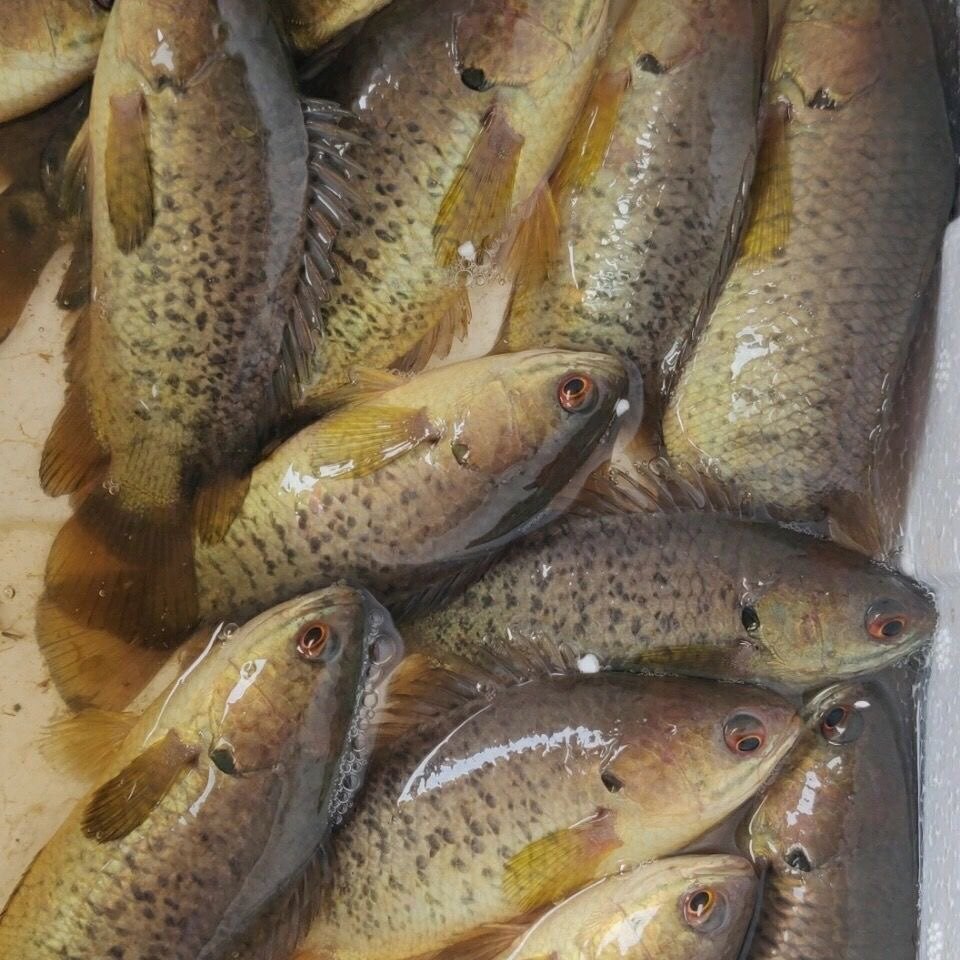 攀鲈鱼观赏鱼过山鲫鱼巴毛鱼龟壳凶猛鱼淡水鱼好养活热带鱼太阳鱼,淘宝优惠券,粉丝福利购,淘宝优惠卷