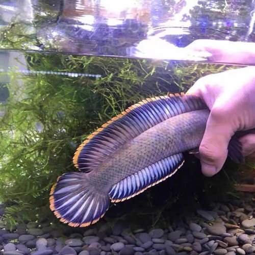 冷水观赏鱼雷龙鱼好养活凶猛淡水鱼大型凶猛鱼七彩雷龙彩虹雷龙鱼 - 图2