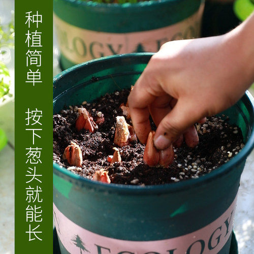 四川香葱头种阳台盆栽葱苗小葱孑本地葱头火葱陕北红头葱种子大蒜 - 图1