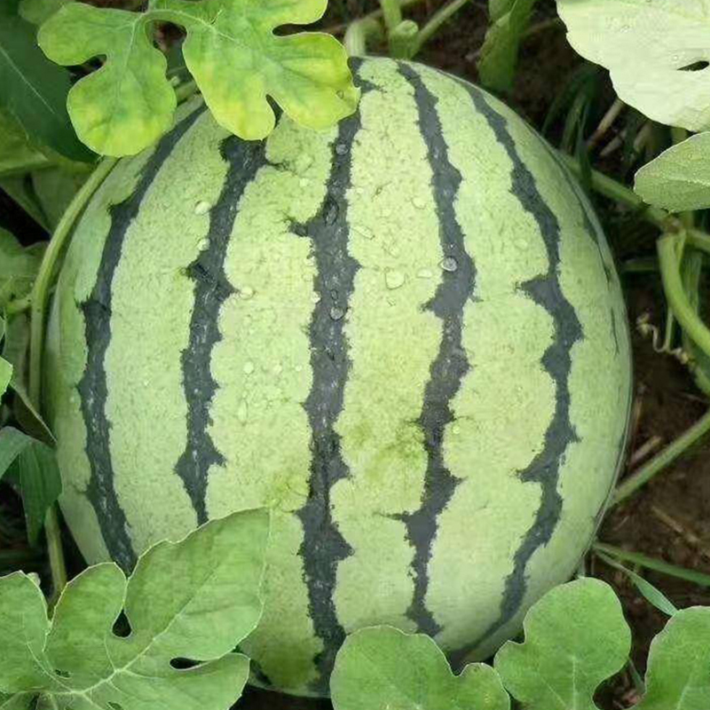 多款四季蔬菜种子菜园阳台盆栽青菜生菜香菜小香葱羊角蜜茄子种子