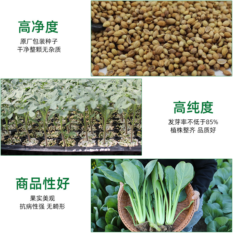 蔬菜籽种子大全生菜种孑阳台盆栽青菜种籽北方四季香菜种籽大白菜_虎窝淘