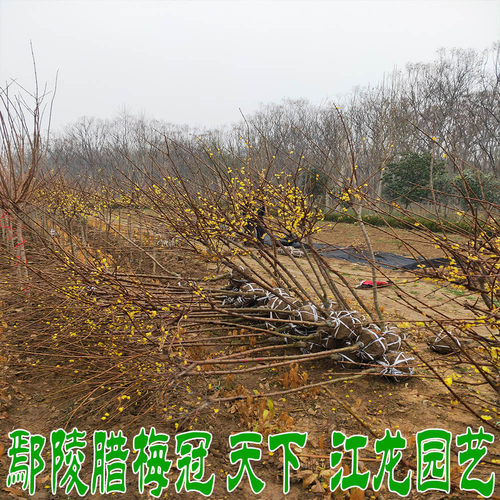 蜡梅庭院地栽黄梅别墅浓香高杆腊梅树腊梅花树苗 庭院 浓香型四季 - 图2