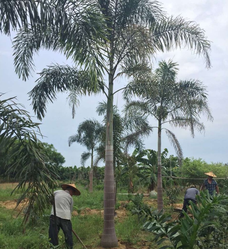 狐尾椰子苗四季常绿观叶植物庭院花园艺树苗观赏盆栽澳大利亚进口 - 图2