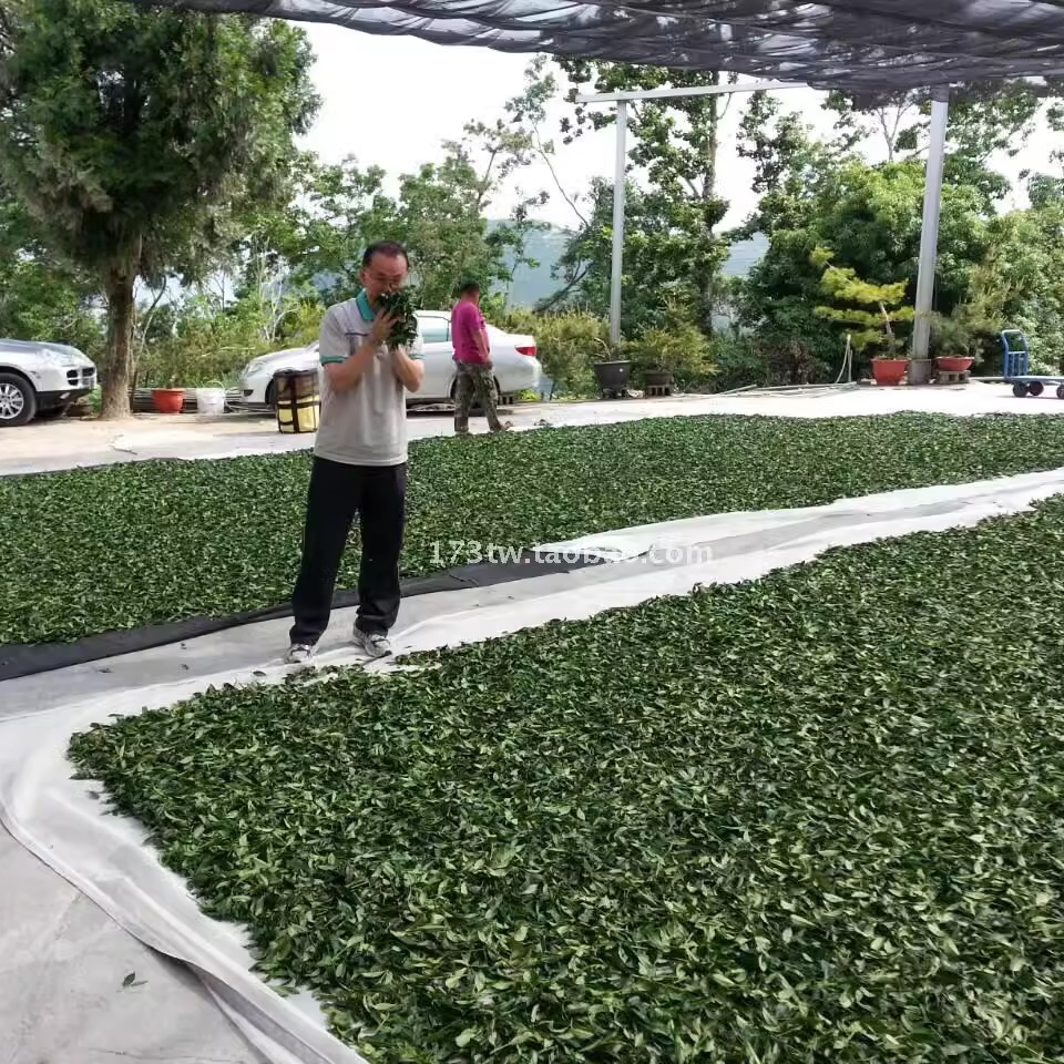 四季春茶叶600g口粮茶台湾高山茶清香型野花香非阿里山冻顶乌龙茶 - 图2