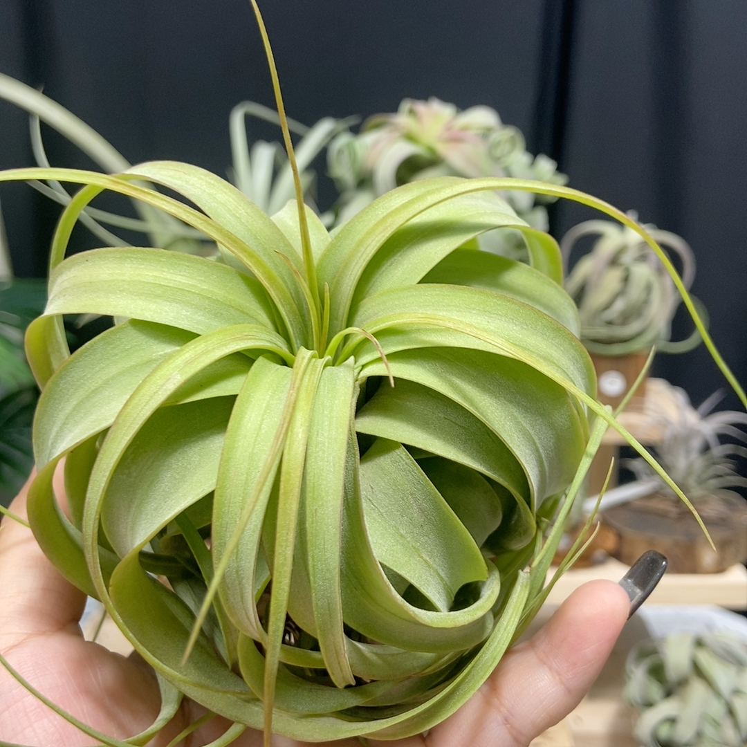 空气凤梨无土植物“艾瑞克”受欢迎卷叶类品种空气铁兰绿植包邮,淘宝优惠券,粉丝福利购,淘宝优惠卷