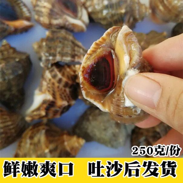 Fresh small conch, large conch, fresh seafood and aquatic products