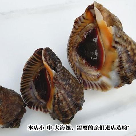 Fresh small conch, large conch, fresh seafood and aquatic products