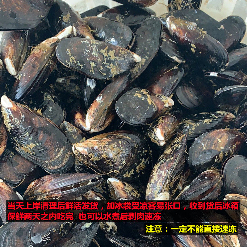 海鲜鲜活大青口贝新鲜大海虹野生淡菜贻贝青口贝海水产鲜贝类烧烤_虎窝淘